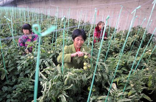 11月19日,霸州京南桃園農(nóng)業(yè)合作社工人在管理大棚里的西紅柿。近年來(lái),河北省霸州市調(diào)整農(nóng)業(yè)生產(chǎn)結(jié)構(gòu),改變單一種植糧食作物的局面,由農(nóng)業(yè)專業(yè)化合作社帶領(lǐng)當(dāng)?shù)剞r(nóng)民發(fā)展茄子、辣椒、豆角、黃瓜等反季蔬菜種植,產(chǎn)品暢銷北京、天津市場(chǎng)。目前,該市設(shè)施蔬菜種植面積達(dá)2萬(wàn)余畝。(新華社記者 李曉果 攝)