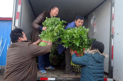 11月19日,霸州西粉營(yíng)農(nóng)業(yè)合作社工人在將芹菜裝車。(新華社記者 李曉果 攝)