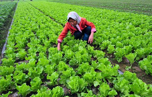 11月21日,在海南省海口市郊的蔬菜基地,菜農(nóng)在為剛補(bǔ)種的生菜除草。受今年第30號強(qiáng)臺風(fēng)“海燕”影響,海南冬季瓜菜遭到重創(chuàng)。臺風(fēng)過后,海南各地積極開展生產(chǎn)自救,在絕收的菜地里重新?lián)尫N菜苗。目前補(bǔ)種的蔬菜長勢良好。據(jù)海南省農(nóng)業(yè)廳消息,強(qiáng)臺風(fēng)“海燕”帶來的強(qiáng)風(fēng)雨讓海南農(nóng)業(yè)蒙受巨大損失,預(yù)計2013年冬季瓜菜的整體上市時間將延遲20天左右。新華社記者 郭程 攝