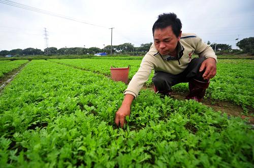 11月21日,在海南省??谑薪嫉氖卟嘶兀宿r(nóng)在為剛補(bǔ)種的茼蒿除草。新華社記者 郭程 攝