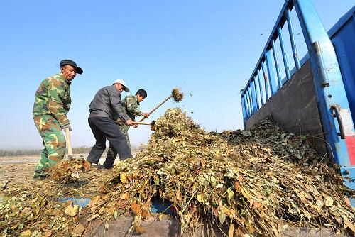 11月21日,在寧夏銀川市園林綠化植物廢棄物處置點內(nèi),工作人員將市區(qū)各街道運來的枯枝敗葉集中清理入場。新華社記者 彭昭之 攝