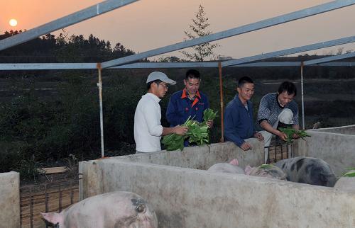 11月19日,在“一佳土豬養(yǎng)殖基地”,四個(gè)大學(xué)生合伙人賀明禮、趙春陽(yáng)、趙文、路?。◤淖笾劣遥┚墼谝黄鹨贿呂关i,一邊快樂交談。今年10月,在湖南省岳陽(yáng)縣9634農(nóng)貿(mào)市場(chǎng)出現(xiàn)了“一佳土豬店”,與眾不同的是這家店的經(jīng)營(yíng)者是四名大學(xué)生:趙文、趙春陽(yáng)、賀明禮和路俊。趙文是湖南省岳陽(yáng)縣人,今年28歲,畢業(yè)于湖南環(huán)境生物職業(yè)技術(shù)學(xué)院商務(wù)英語專業(yè),他憑借自己以前養(yǎng)豬的經(jīng)驗(yàn)和積累下來的資金,租下20畝地,建起“一佳土豬養(yǎng)殖基地”,并招募到了其他三個(gè)大學(xué)生,共同賣豬肉創(chuàng)業(yè)。趙文和同鄉(xiāng)趙春陽(yáng)負(fù)責(zé)銷售,而賀明禮和路俊負(fù)責(zé)養(yǎng)殖。除了宰殺,“一佳土豬店”從生豬的引進(jìn)到養(yǎng)殖再到銷售,全部由四個(gè)合伙人親力親為。“一佳土豬養(yǎng)殖基地”反對(duì)養(yǎng)殖靠喂食抗生素來增強(qiáng)抵抗力的“素生豬”,他們養(yǎng)殖的土豬生長(zhǎng)周期在十個(gè)月以上。“一佳土豬店”每天只賣一頭豬的肉,雖然價(jià)格略高,但生意挺好,兩三個(gè)小時(shí)就會(huì)全部賣光,其中有很多是預(yù)定訂單和回頭客。趙文說,他辦豬場(chǎng)的目的就是要讓人們可以吃到“安全肉”“放心肉”。新華社記者 趙眾志 攝