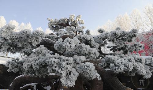 這是11月22日拍攝的內(nèi)蒙古大興安嶺林區(qū)的霧凇。當(dāng)日,內(nèi)蒙古大興安嶺林區(qū)出現(xiàn)大量霧凇景觀,從牙克石郊區(qū)到庫(kù)都爾鎮(zhèn)綿延近200公里。霧凇俗稱樹(shù)掛,非冰非雪,形成時(shí)需要很低的氣溫和充分的水汽,這兩個(gè)自然條件通常難以兼得,因此霧凇景觀,特別是大面積霧凇比較少見(jiàn)。新華社記者 邵琨 攝