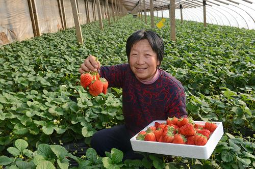 1月14日,郝宋莊村農(nóng)民湯翠蘭在自家大棚內(nèi)采摘草莓。 新華社記者 楊世堯 攝
