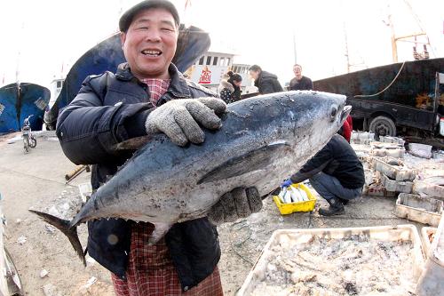 1月14日,在江蘇贛榆青口中心漁港,一位漁民展示一尾野生大海魚。 新華社發(fā)(司偉 攝)