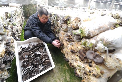 1月16日,河北霸州馬坊村平菇種植合作社農民在采摘蘑菇 。 新華社記者 李曉果 攝