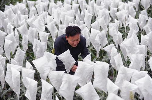 海南南繁育制種基地——中國(guó)種業(yè)的“硅谷” 在遼寧農(nóng)作物海南育種中心,一名技術(shù)人員正在進(jìn)行玉米育種工作(1月16日攝)。 海南南繁育制種基地是全國(guó)最大、最開放、最具影響的農(nóng)業(yè)科技試驗(yàn)區(qū)。海南省擁有典型熱帶氣候資源和滿足動(dòng)植物周年生長(zhǎng)繁殖的優(yōu)越生態(tài)條件,全年氣候和土壤條件適宜種子繁育和生產(chǎn)。農(nóng)作物“南繁”,就是利用南方溫暖的氣候條件,把農(nóng)作物育種材料夏季在北方種植一代,冬季移至南方再種植一代或兩代,這樣南方、北方交替種植,就可加速世代繁殖,加快品種培育速度。每年的9月至來(lái)年的5月,全國(guó)20多個(gè)省份的500多家科研、生產(chǎn)單位、高等院校、民營(yíng)科技企業(yè)的數(shù)千名農(nóng)業(yè)專家、學(xué)者,帶著他們寶貴的育種材料,來(lái)到海南進(jìn)行農(nóng)作物種子繁殖、制種、加代、鑒定等“南繁”科研或生產(chǎn)活動(dòng)。自1959年以來(lái),在全國(guó)已推廣的5000多個(gè)農(nóng)作物品種中,90%左右的品種都經(jīng)過(guò)了海南“南繁”選育。 近年來(lái),海南南繁育制種基地面積呈穩(wěn)定增長(zhǎng)態(tài)勢(shì),2007年制種面積為20.9萬(wàn)畝,2008年上升到24.5萬(wàn)畝,2009年達(dá)到26.1萬(wàn)畝以上。目前,海南南繁育制種基地已經(jīng)成為我國(guó)農(nóng)業(yè)科研的加速器、種子