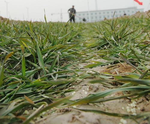 2月7日,河南省安陽市湯陰縣白營鄉(xiāng)南陳王村村民在田間灌溉麥苗。新華社發(fā)(張志勇 攝)