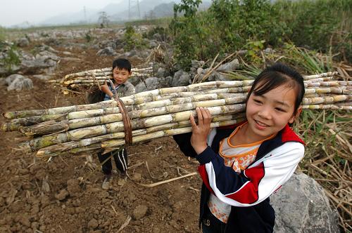 2月10日,廣西平果縣果化鎮(zhèn)安馬村兩名放寒假的小學生幫助家里砍收甘蔗。2010年,廣西糖料蔗種植面積達1600萬畝,甘蔗總產(chǎn)量達7119.6萬噸,食糖總產(chǎn)量710萬噸,糖料蔗種植面積和食糖產(chǎn)量均占全國總量的一半以上,繼續(xù)高居全國首位。