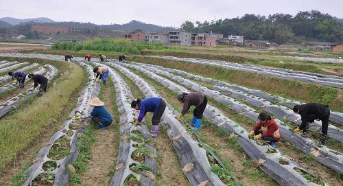 4月3日,勞務(wù)隊(duì)員在江西省會(huì)昌縣莊埠村種煙大戶的田里護(hù)理煙苗。新華社發(fā)(胡敦煌 攝)