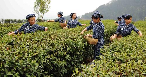 4月9日,采茶姑娘在重慶巫山縣福田鎮(zhèn)茶園采茶。新華社發(fā)(王忠虎 攝)