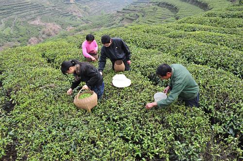 4月9日,茶農(nóng)在三峽庫區(qū)湖北省秭歸縣茅坪鎮(zhèn)長嶺村茶園采摘春茶。隨著氣溫回升,三峽庫區(qū)湖北省秭歸縣茅坪鎮(zhèn)長嶺村的茶園全面進(jìn)入采摘期。當(dāng)?shù)夭柁r(nóng)紛紛趁著當(dāng)前有利天氣采摘春茶,茶園呈現(xiàn)出一派繁忙的景象。新華社發(fā)(王輝富 攝)