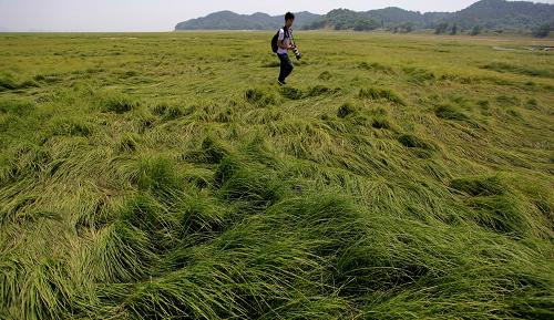 5月28日,一名攝影師走在鄱陽湖江西九江市虞家河鄉(xiāng)坪頭壩湖區(qū)長滿綠草的裸露湖床上。新華社發(fā)(何光 攝)