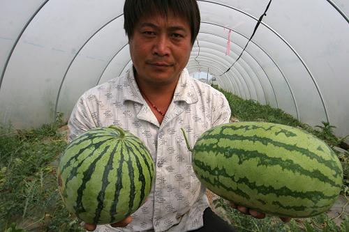 6月2日,連云港東辛農(nóng)場瓜農(nóng)在展示畸形西瓜(右)與正宗的“早佳8424”西瓜。新華社發(fā)
