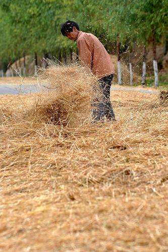 山西省稷山縣下柏村一位村民在對收割的小麥進行揚場(6月11日攝)。新華社記者 詹彥 攝