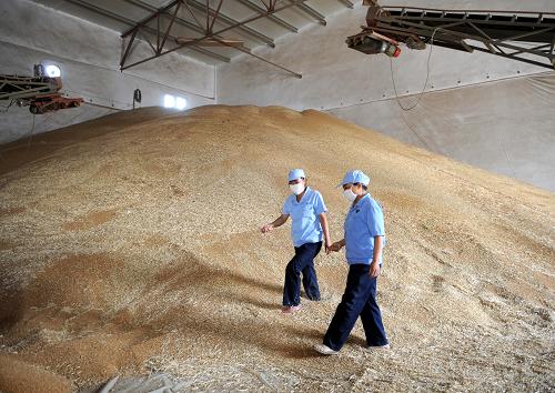 7月15日,河南省西平縣一家糧食倉儲企業(yè)的員工在察看小麥入庫情況。新華社記者 朱祥 攝