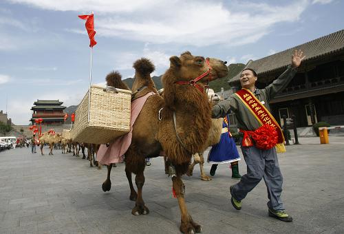 “絲綢之路生態(tài)萬(wàn)里行”居庸關(guān)長(zhǎng)城舉行開(kāi)拔儀式 9月9日,駝手牽著駱駝從北京居庸關(guān)長(zhǎng)城城樓廣場(chǎng)出發(fā)。 當(dāng)天, “絲綢之路生態(tài)萬(wàn)里行”在居庸關(guān)長(zhǎng)城舉行開(kāi)拔儀式。一支由120匹駱駝組成的駝隊(duì),分兩路從北京和內(nèi)蒙古草原同時(shí)出發(fā),將歷時(shí)7個(gè)月途經(jīng)陜西、甘肅、寧夏、青海、新疆等省、區(qū)走出國(guó)門(mén),之后駝隊(duì)改為越野車(chē)隊(duì),穿越中亞和東歐,預(yù)計(jì)最終于2012年4月到達(dá)荷蘭的阿姆斯特丹。“絲綢之路生態(tài)文化萬(wàn)里行”在重走絲綢之路的同時(shí),計(jì)劃在沿線每500公里設(shè)立一個(gè)生態(tài)文化地標(biāo),建立生態(tài)文化示范園,記錄絲綢之路沿途各地生態(tài)的變化。 新華社記者 王申 攝