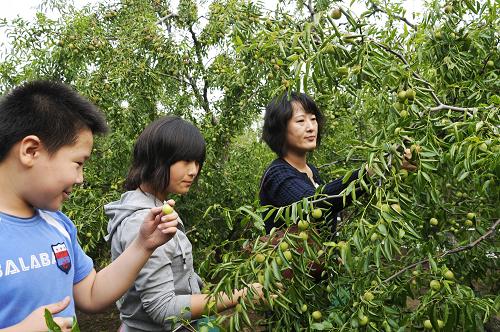 10月4日,游客在山東沾化縣下洼鎮(zhèn)生態(tài)冬棗園采摘冬棗。據(jù)了解,國慶期間,山東沾化縣已接待游客約4萬人,良好的生態(tài)旅游環(huán)境和冬棗產(chǎn)業(yè)為當(dāng)?shù)剞r(nóng)民帶來了實(shí)惠。新華社發(fā)(劉玉和 攝)