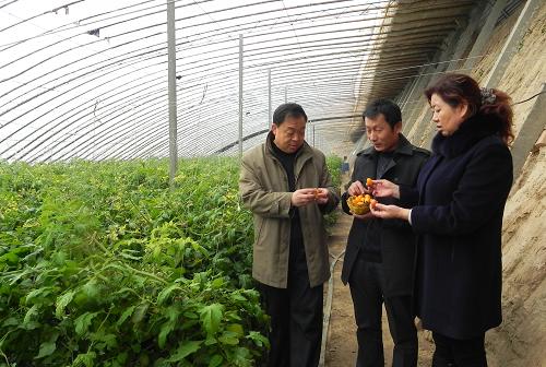 12月5日,內(nèi)蒙古自治區(qū)巴彥淖爾市臨河區(qū)八一辦事處聯(lián)豐村農(nóng)民劉勝(中)正在向農(nóng)業(yè)技術(shù)專家咨詢小西紅柿種植技術(shù)。日前,我國重要糧油生產(chǎn)基地內(nèi)蒙古巴彥淖爾市的農(nóng)民抓住冬季農(nóng)閑時機(jī),大力發(fā)展大棚蔬菜種植業(yè)等設(shè)施農(nóng)業(yè),進(jìn)一步促進(jìn)當(dāng)?shù)剞r(nóng)業(yè)增產(chǎn)增收。近年來,巴彥淖爾市將設(shè)施農(nóng)業(yè)作為增加農(nóng)民收入的重要途徑,現(xiàn)已建成蔬菜大棚7.9萬畝,平均每畝純收入超過2萬元。新華社記者 李云平 攝