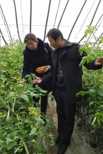 12月5日,內(nèi)蒙古自治區(qū)巴彥淖爾市臨河區(qū)八一辦事處聯(lián)豐村農(nóng)民劉勝(右)正向農(nóng)業(yè)技術(shù)專家袁寶玲咨詢小西紅柿種植技術(shù)。新華社記者 李云平 攝
