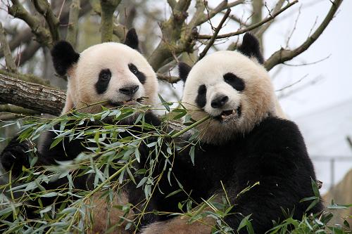 2月18日,在法國中部圣艾尼昂市的博瓦勒野生動物園,中國大熊貓“圓仔”和“歡歡”與游客見面。新華社記者 唐霽 攝