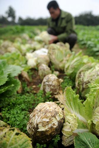 3月11日,江西峽江縣金坪鄉(xiāng)一位菜農(nóng)在整理爛在菜地的包菜。持續(xù)兩個(gè)多月的低溫陰雨天氣給江西農(nóng)業(yè)生產(chǎn)帶來(lái)不利影響,其中蔬菜受災(zāi)最為嚴(yán)重。記者近日在江西一些縣市采訪(fǎng)看到,部分大棚菜苗出現(xiàn)爛種死苗現(xiàn)象,露天蔬菜被迫推遲下種,有的菜心都已腐爛,菜農(nóng)損失慘重。新華社記者 周科 攝