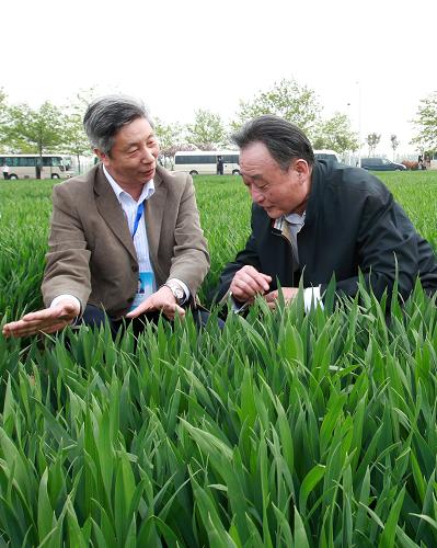 4月12日至17日,中共中央政治局常委、全國人大常委會委員長吳邦國在河南調(diào)研。這是4月14日,在位于新鄉(xiāng)市的河南省現(xiàn)代農(nóng)業(yè)研究開發(fā)基地,吳邦國走進(jìn)試驗(yàn)田查看良種小麥長勢。新華社記者 龐興雷 攝