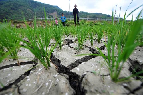 5月5日,在廣西田林縣八渡鄉(xiāng)八桃村,大片稻田干涸龜裂。新華社記者 黃孝邦 攝