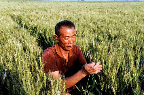5月19日,河南新鄉(xiāng)麥區(qū)農(nóng)民陳道友在田間查看小麥的長勢。新華社記者 朱祥 攝