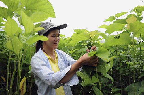 6月4日,在廣西羅城縣四把鎮(zhèn)新印村桑蠶基地,一名仫佬族婦女在采摘桑葉。 隨著二十四節(jié)氣中芒種的臨近,廣西河池市羅城仫佬族自治縣夏收、夏種和夏管一片繁忙。針對當地青壯勞動力不足的情況,當地仫佬族婦女自發(fā)組成“女子服務隊”,專門為缺少勞力的種養(yǎng)大戶服務,逐漸成為地方的“香餑餑”。這些“女子服務隊”哪里缺人哪里去,既解決了農村人力不足問題,又促進了農村種養(yǎng)業(yè)的快速發(fā)展。 據當地的農經管理部門介紹,目前在仫佬山鄉(xiāng)成立有“農村互助組”和“農村服務隊”的留守婦女達300多支,1500多人。 新華社發(fā)(吳耀榮 攝)