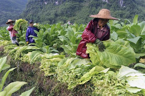 6月4日,在廣西羅城縣喬善鄉(xiāng)板團村煙地,仫佬族婦女在采摘煙葉。 隨著二十四節(jié)氣中芒種的臨近,廣西河池市羅城仫佬族自治縣夏收、夏種和夏管一片繁忙。針對當地青壯勞動力不足的情況,當地仫佬族婦女自發(fā)組成“女子服務隊”,專門為缺少勞力的種養(yǎng)大戶服務,逐漸成為地方的“香餑餑”。這些“女子服務隊”哪里缺人哪里去,既解決了農村人力不足問題,又促進了農村種養(yǎng)業(yè)的快速發(fā)展。 據當地的農經管理部門介紹,目前在仫佬山鄉(xiāng)成立有“農村互助組”和“農村服務隊”的留守婦女達300多支,1500多人。 新華社發(fā)(吳耀榮 攝)