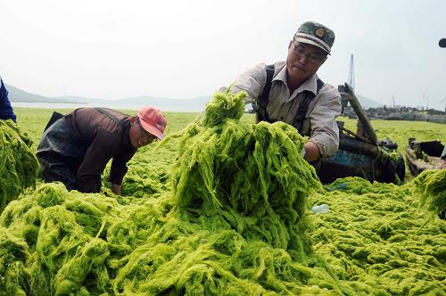 6月14日,山東省乳山市海陽所鎮(zhèn)西黃島村的漁民在用于養(yǎng)殖生產(chǎn)的碼頭清除滸苔。當(dāng)日,“滸苔大軍”到達(dá)山東省乳山市近海岸,小青島、南黃島、西黃島等地的近海養(yǎng)殖碼頭和近海養(yǎng)殖池均受重創(chuàng),近海漁業(yè)生產(chǎn)受到影響。當(dāng)?shù)卣⒓磫?dòng)應(yīng)急處置預(yù)案,組織大量人力物力積極展開清除滸苔保生產(chǎn)活動(dòng),并加強(qiáng)滸苔漂移動(dòng)態(tài)的監(jiān)視監(jiān)測和預(yù)警預(yù)測,力爭將滸苔對近海漁業(yè)生產(chǎn)的影響降到最低。新華社發(fā)(劉國賢 攝)