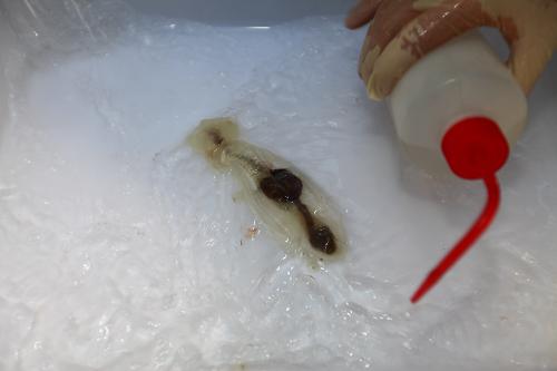 這是“蛟龍”號取回的海底生物樣品(6月22日攝)。6月22日,“蛟龍”號完成7000米級海試第三次下潛試驗(yàn),安全返回母船。潛水器最大下潛深度6963米,并取得3個水樣、3個沉積物樣,拍攝到海底生物并取回一個生物樣品。25日,“蛟龍”號有望正式?jīng)_擊7000米。新華社記者 羅沙 攝