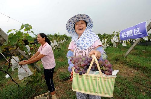 廬山區(qū)海會(huì)鎮(zhèn)長嶺村年豐百果園工人在收獲葡萄(8月3日攝)。位于鄱陽湖畔的江西九江市廬山區(qū)海會(huì)鎮(zhèn)長嶺村年豐百果園,原本是一塊大面積的灘涂,因?yàn)榕R近鄱陽湖成為血吸蟲防疫區(qū)。近年來,在當(dāng)?shù)卣姆龀趾蛶椭拢?600余畝的灘涂逐步開發(fā)成一片片葡萄、蘋果、梨等果園,成為當(dāng)?shù)剞r(nóng)民增收的新渠道。新華社記者 周科 攝