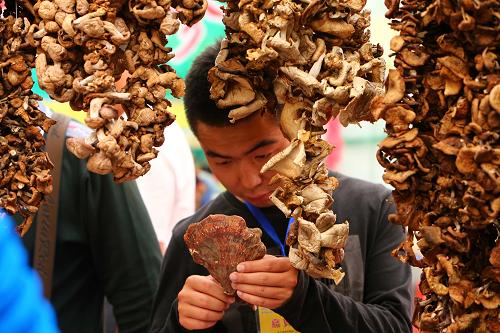 8月25日,一名男子在交易會上觀看展出的野生靈芝。新華社記者 龔兵 攝