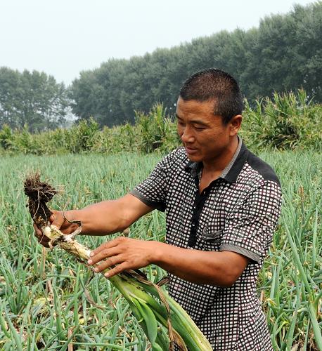 9月1日,德惠市米沙子鎮(zhèn)二道村的農(nóng)民傅東在檢查大蔥受災(zāi)情況。新華社記者 齊海山 攝