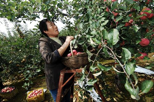 9月23日,果農(nóng)在洛川縣永鄉(xiāng)鄉(xiāng)東井村的果園里收獲蘋果。新華社記者 李一博 攝