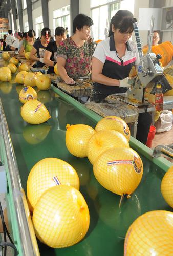 平和縣琯溪蜜柚交易中心加工廠的工人在包裝密柚(9月27日攝)。新華社記者 林善傳 攝