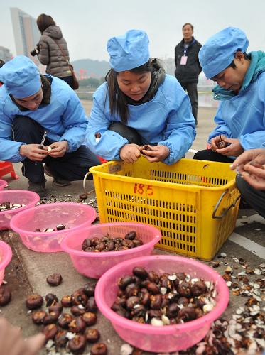 12月12日,在廣西桂林市荔浦縣荔江河畔,當(dāng)?shù)剞r(nóng)民朋友在削馬蹄。 新華社記者 陸波岸 攝