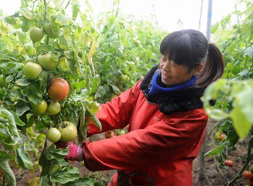 1月12日,在河北望都縣固店鎮(zhèn)南堽子村,一位村民在通過小額貸款建起來的大棚里給西紅柿劈枝。近年來,河北省望都縣農(nóng)村信用社聯(lián)合社圍繞“三農(nóng)”需求,積極探索并建立適合當(dāng)?shù)匕l(fā)展的農(nóng)戶小額貸款體系。截至2012年,累計(jì)發(fā)放小額貸款3891筆,金額3.1億元,為當(dāng)?shù)剞r(nóng)民增收、農(nóng)業(yè)增產(chǎn)和農(nóng)村發(fā)展提供了強(qiáng)有力的經(jīng)濟(jì)保障。新華社發(fā)(王曉 攝)