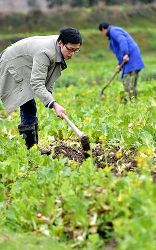 2月12日,在湖北省宣恩縣蓮花壩村,回家過(guò)年的鄭濤(左)利用春節(jié)假期在地里干農(nóng)活。新華社發(fā)(宋文 攝)