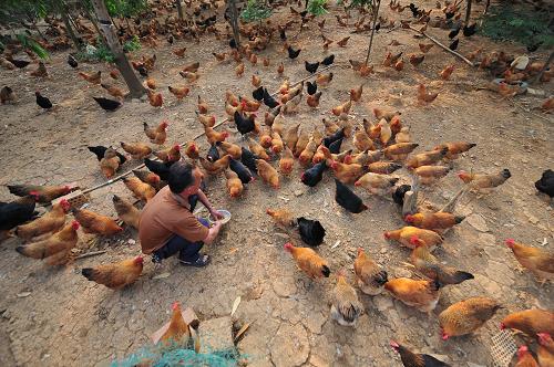 廣西南寧市隆安鳳翔公司叮當(dāng)雞育種中心的養(yǎng)殖戶在喂雞(4月25日攝)。廣西南寧市政府近日決定安排財政資金1000萬元補貼家禽養(yǎng)殖企業(yè)。首期安排補貼資金953萬元,主要補貼重點家禽企業(yè)“保種”和“公司+農(nóng)戶”企業(yè)回收家禽,以穩(wěn)定家禽養(yǎng)殖業(yè)生產(chǎn)。據(jù)統(tǒng)計,受其他省份H7N9禽流感疫情影響,2013年4月以來,廣西南寧家禽養(yǎng)殖業(yè)陷入困境,活禽交易直線下降,禽苗基本停止交易,部分企業(yè)開始淘汰種禽,養(yǎng)殖企業(yè)和養(yǎng)殖戶虧損嚴重。新華社記者 黃孝邦 攝