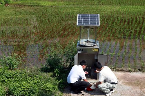 5月20日,四川省內(nèi)江市東興區(qū)農(nóng)業(yè)局技術(shù)人員在稻田邊查看蟲害監(jiān)控情況。新華社發(fā)(蘭自濤 攝)