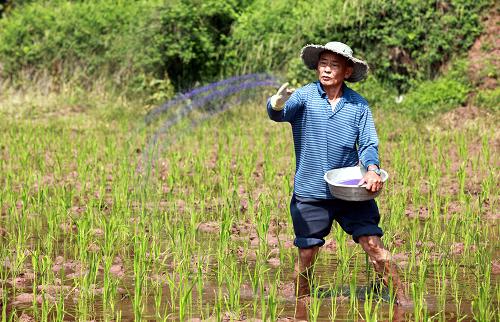 5月20日,四川省內(nèi)江市東興區(qū)椑南鄉(xiāng)一名農(nóng)民在稻田里撒藥滅蟲。新華社發(fā)(蘭自濤 攝)
