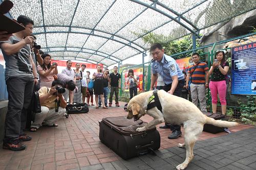 6月23日,參觀者在天津海關(guān)舉辦的“緝毒犬開放日”活動上觀看緝毒犬箱包藏毒查緝表演。當(dāng)日,為迎接6月26日國際禁毒日,天津海關(guān)舉辦“緝毒犬開放日”活動,并邀請市民與“海關(guān)緝毒犬”進(jìn)行親密接觸?;顒又?,海關(guān)緝毒犬“奧威爾”“奧普爾”“奧菲莉亞”三只拉布拉多犬進(jìn)行了箱包藏毒查緝、汽車藏毒查緝等表演。據(jù)天津海關(guān)相關(guān)負(fù)責(zé)人介紹,作為海關(guān)查緝毒品走私的特殊力量,緝毒犬可以主動并準(zhǔn)確發(fā)現(xiàn)海洛因、冰毒、可卡因、大麻、搖頭丸等毒品,特別是對于人體藏毒的初步鑒別具有獨特優(yōu)勢。 新華社發(fā)(付文超 攝)