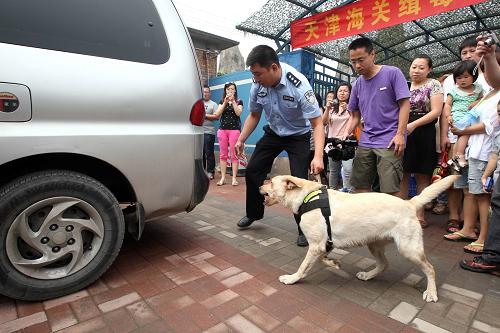 6月23日,參觀者在天津海關(guān)舉辦的“緝毒犬開放日”活動上觀看緝毒犬汽車藏毒查緝表演。 新華社發(fā)(付文超 攝)