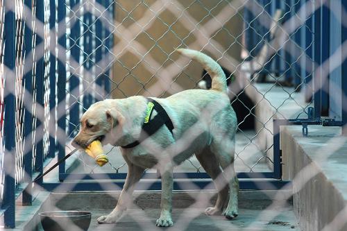 6月23日,一只緝毒犬在天津海關(guān)舉辦的“緝毒犬開放日”活動上表演。 新華社發(fā)(付文超 攝)