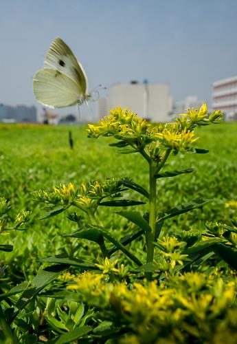 一只蝴蝶在北京中醫(yī)藥大學(xué)內(nèi)的綠色屋頂飛舞(7月12日攝)。新華社記者 羅曉光 攝