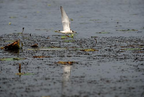 8月3日,水鳥在那木斯萊湖上覓食。新華社記者 燕雁 攝