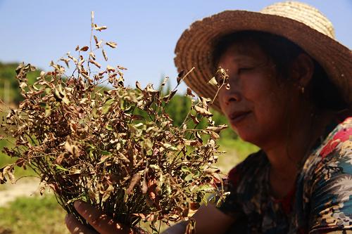 江西省九江市廬山區(qū)賽陽(yáng)鎮(zhèn)金橋村苗木種植戶李竹蓮查看干死的“紅花繼木”幼苗(8月9日攝)。近日,持續(xù)高溫少雨的江西九江地區(qū)存在中度到重度氣象干旱。在有“贛北苗木第一鎮(zhèn)”之稱的江西九江市廬山區(qū)賽陽(yáng)鎮(zhèn),部分水塘干涸,苗木缺水嚴(yán)重。當(dāng)?shù)亟衲攴N植的8000畝苗木中,已經(jīng)有2000余畝嚴(yán)重受旱,部分苗木甚至旱死。新華社發(fā)(張海巖 攝)